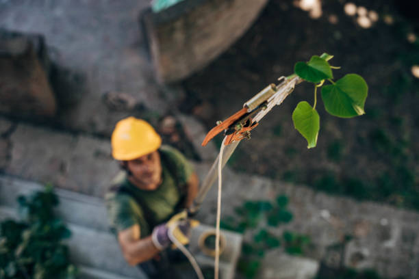 How Our Tree Care Process Works  in Stony Point, NC